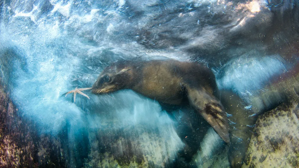 Wildlife Photographer of the Year - nejlepší fotografie divoké přírody za rok 2016