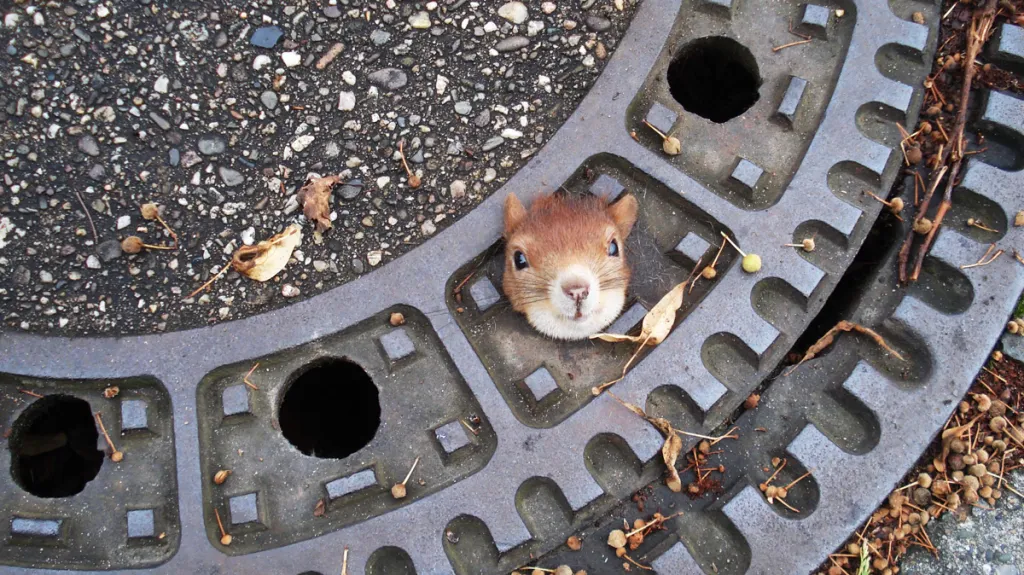 Veverka uvězněná v poklopu kanálu