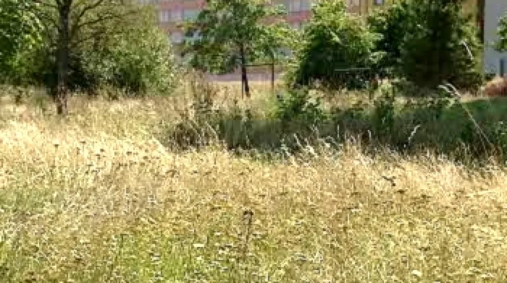 Přerostlá tráva na Zahradním Městě