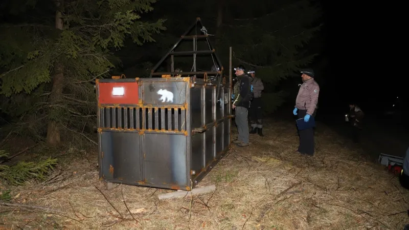 Klec pro odchyt medvěda