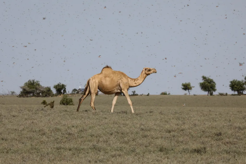Invaze sarančat zachvátila sever Keni. Fotografie ukazují situaci v oblasti zvané Turkana v severozápadní části Keni
