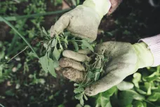 Polský pěstitel malin vyrazil na plevel, našel sekyrku starou pět tisíc let