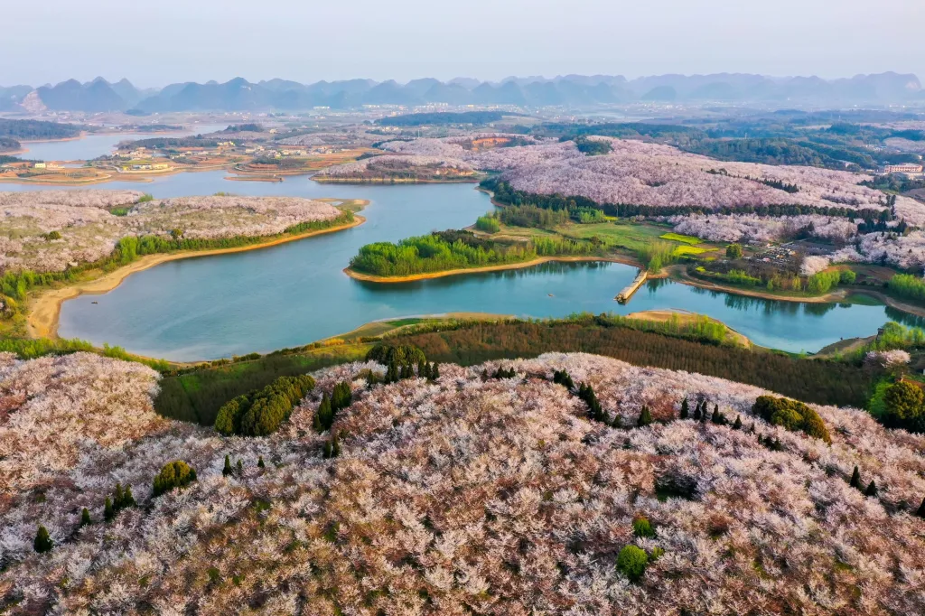 Některé ostrovy čínské provincie Kuej-čou pokryly rozkvetlé sakury. Doba květu závisí na zeměpisném pásmu. V našich podmínkách je to zpravidla v období dubna a května