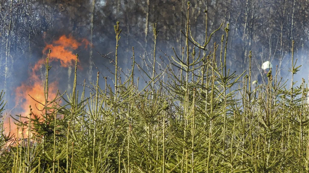 Požár lesa na konci března u Jezdovic na Jihlavsku