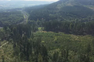 Kůrovec je na východě Česka na ústupu