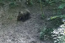 U Luhačovic se objevil medvěd. Snědl kaštany a odešel