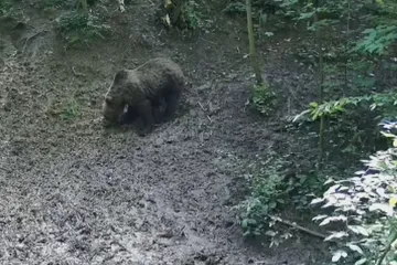 U Luhačovic se objevil medvěd. Snědl kaštany a odešel
