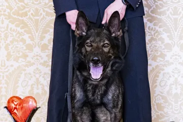 Ocenění Statečné psí srdce získala šestice čtyřnohých hrdinů