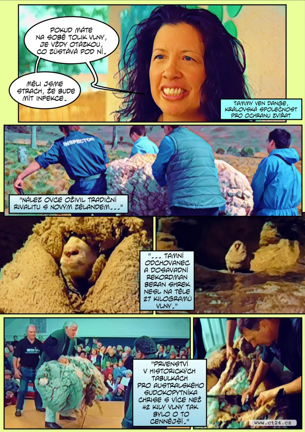 Zemřela nejslavnější ovce Austrálie. Chris měl na sobě přes čtyřicet kilo vlny