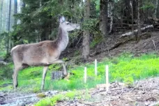 Vědci sledují pohyb jelenů v Českosaském Švýcarsku. Zjišťují, jak moc ničí stromy vysazené po požáru