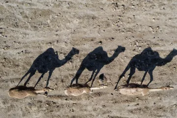 Hladoví velbloudi žerou igelitové sáčky a umírají. Výzkum varuje před dopadem plastů na souši