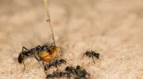 Mravenci Megaponera analis