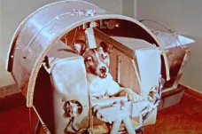 První zvíře na oběžné dráze: Lajka před 60 lety uhynula pár hodin po startu