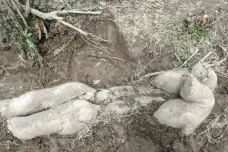 Sloni pohřbívají mrtvá mláďata, ukazují poznatky z Indie