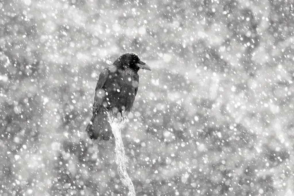 Nominace v kategorii Ptáci (volně žijící). Ve vánici - Krkavec velký vzdoruje vánici. Česká republika.