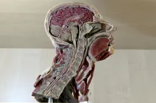 Medici v Brně vyhlásili sbírku na památník dárcům těl pro výuku anatomie
