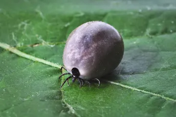 Teplý víkend zvýší aktivitu klíšťat. Pozor si musí dát i lidé ve městech