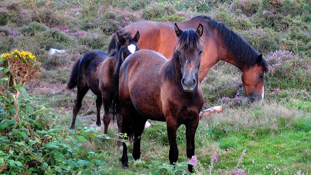 Divocí portugalští koně