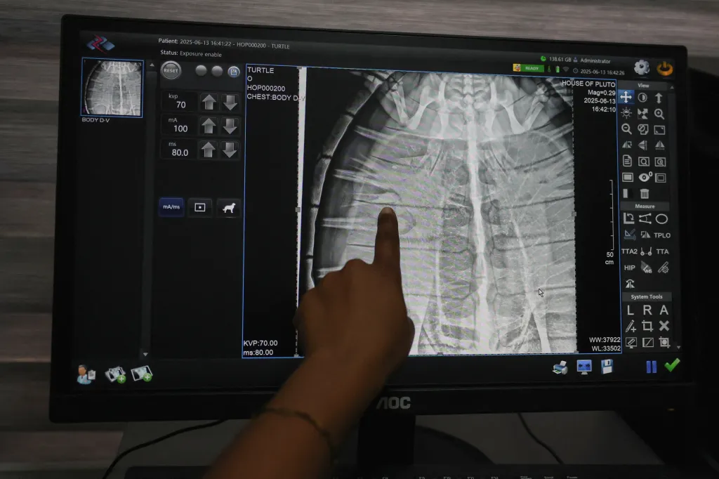 V červenci ochránci přírody zachránili v oblasti Folu mořskou želvu, která se zamotala do rybářské sítě. Pojmenovali ji Moruf. Po jednání s rybáři, kteří Morufa našli, se Mogboovi podařilo odradit zákazníky pokoušející se zraněnou želvu koupit