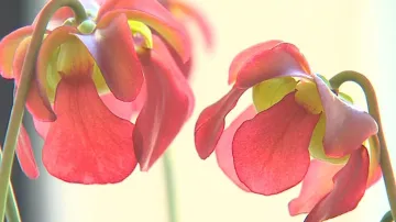 Z výstavy orchidejí