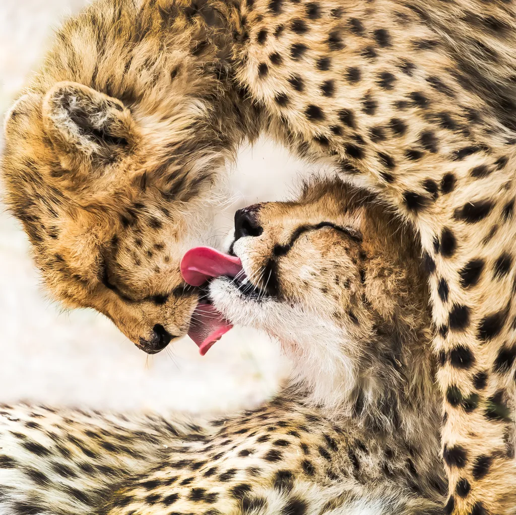 Vítěz kategorie NATURAL WORLD & WILDLIFE: Tai Chi Diagram. Dva gepardi se navzájem čistí po úspěšném lovu v africké Botswaně, společně připomínají symbol Yin a Yang