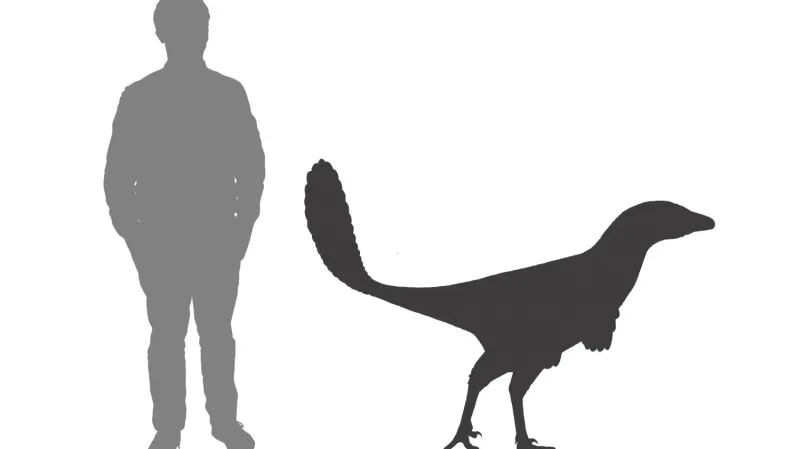 Srovnání Albertavenator curriei s člověkem