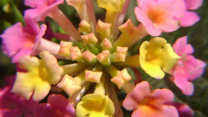 Libora proměnlivá - nejvíce invazivní rostlina světa