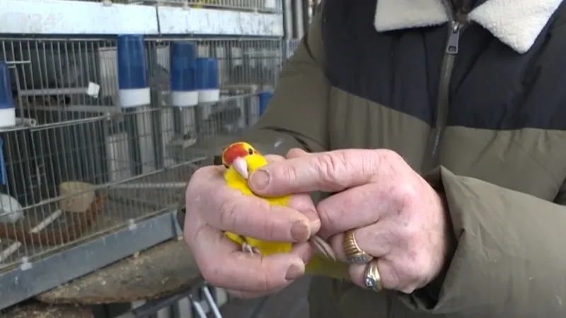 Ptačí trh v Paříži