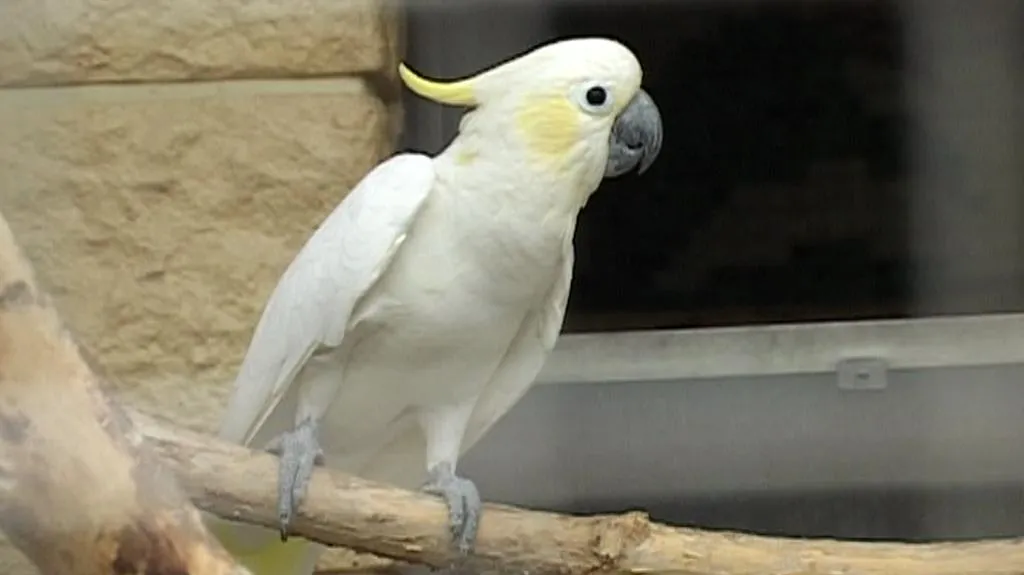 Papouščí zoo