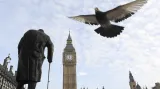 Holub nad náměstím Parliament Square krouží kolem sochy Winstona Churchilla před Nejvyšším soudem v Londýně v první den procesu, který přehodnocuje soudní rozhodnutí, jež ukládá vládě Theresy Mayové povinnost vyžádat souhlas parlamentu ke spuštění brexitu.
