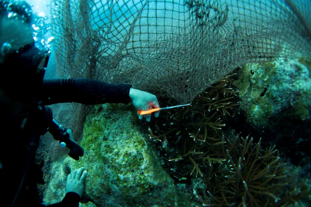 Opuštěné rybářské sítě pokrývající korálový útes v chráněné oblasti Ko Losin. Skupina dobrovolných potápěčů, vědecké centrum pro výzkum pobřeží a thajské královské námořnictvo odstraňuje v této oblasti sítě “duchů”