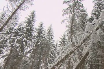 Na západě Čech chybí dřevorubci