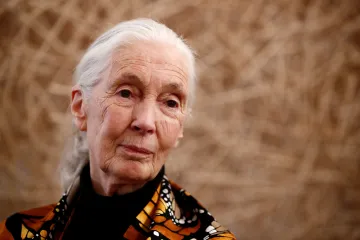 Už ani dolar na ochranu šimpanzů. Trumpova vláda dala stopku Institutu Jane Goodallové