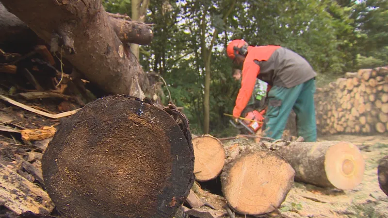 Lesníci se bojí zákazu těžby