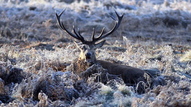 Mrazivé teploty v Bushy parku v jihovýchodní části Londýna. V posledních dnech klesly teploty pod nulu v celé jižní Anglii.
