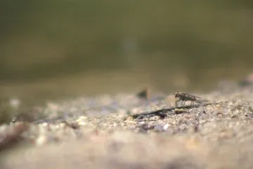 Komáry na Moravě nahradili agresivnější ovádi