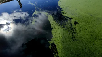 Přemnožené sinice v Austrálii
