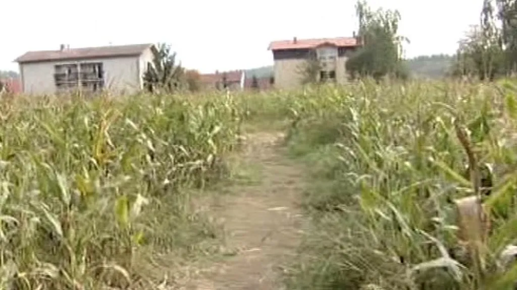 Jedna z cest kukuřičným bludištěm