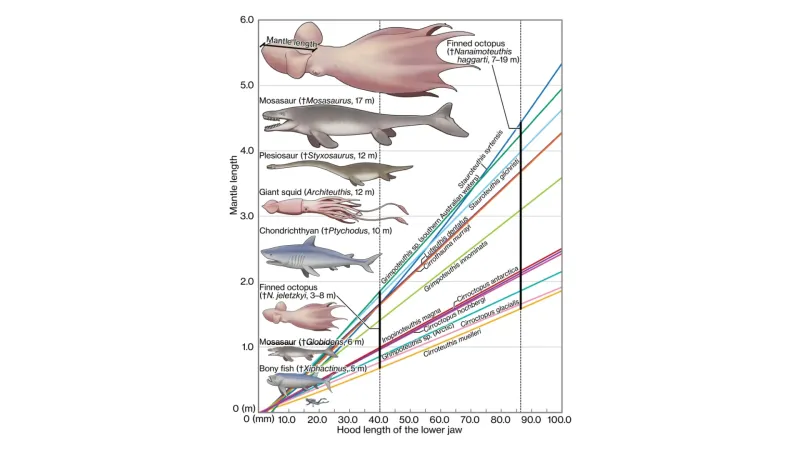 Srovnání rozměrů nejrůznějších oceánských predátorů