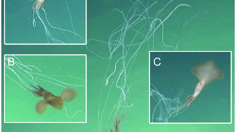 Krakatice Magnapinna v hloubce 3057 metrů, dobře jsou vidět bičovitá chapadla