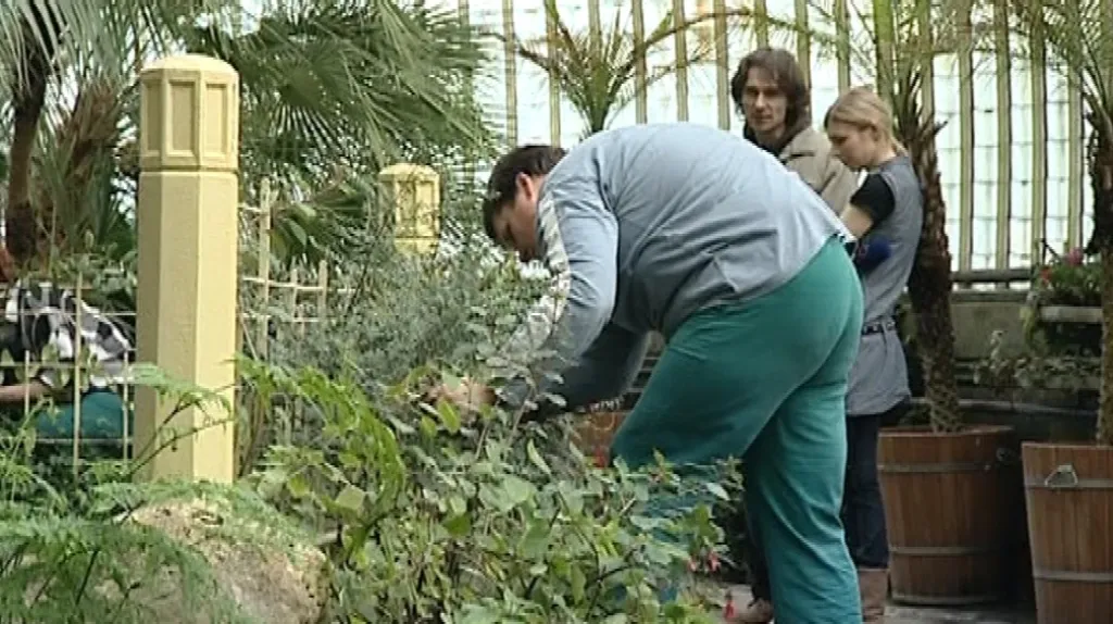 V lednickém skleníku se chystají na další sezónu