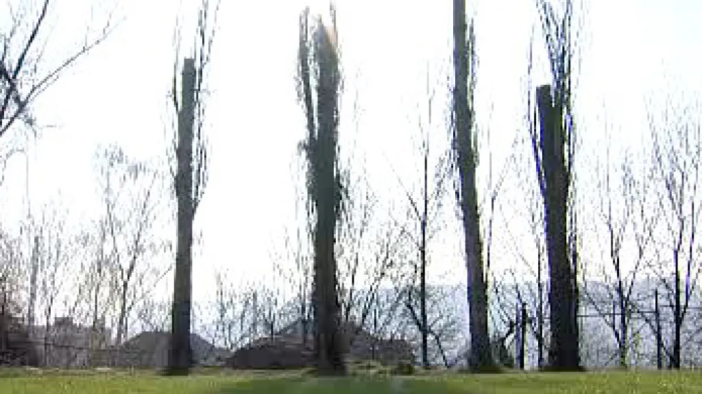 Pahýly neštěmických topolů