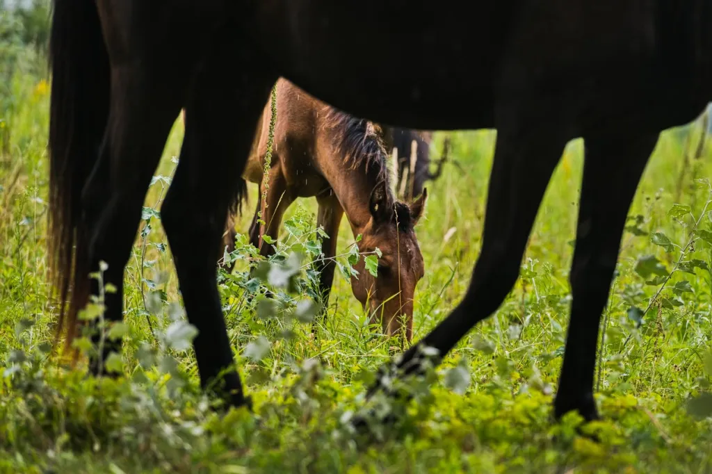 V ptačím parku Kosteliska u Dubňan na Hodonínsku pomáhá se spásáním trávy na zkoušku několik kusů skotu a koní