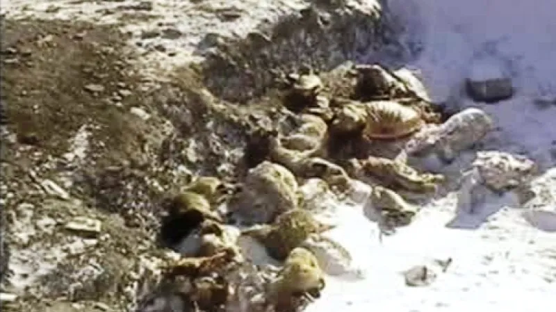 Uhynulá zvířata v Mongolsku