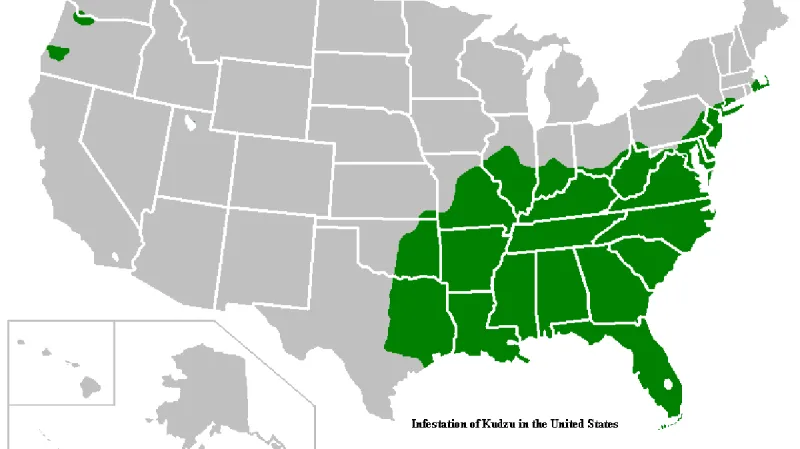 Rozšíření puerarie v USA