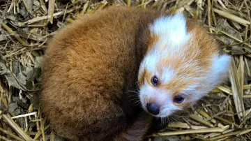 Mládě pandy červené v brněnské zoo