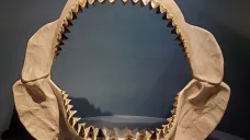 Čelist vyhynulého žraloka megalodona