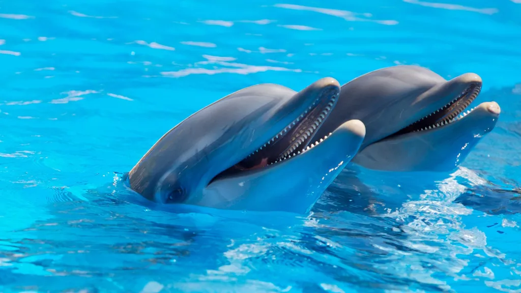 Delfíni, ilustrační foto