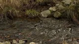 Obora Jelenice