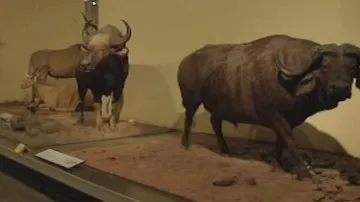 Exponáty berlínského přírodovědného muzea